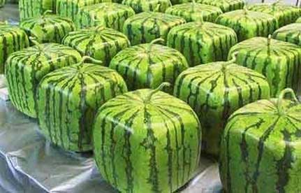 http://www.tsitut.net/wp-content/uploads/2012/03/square-watermelon.jpg